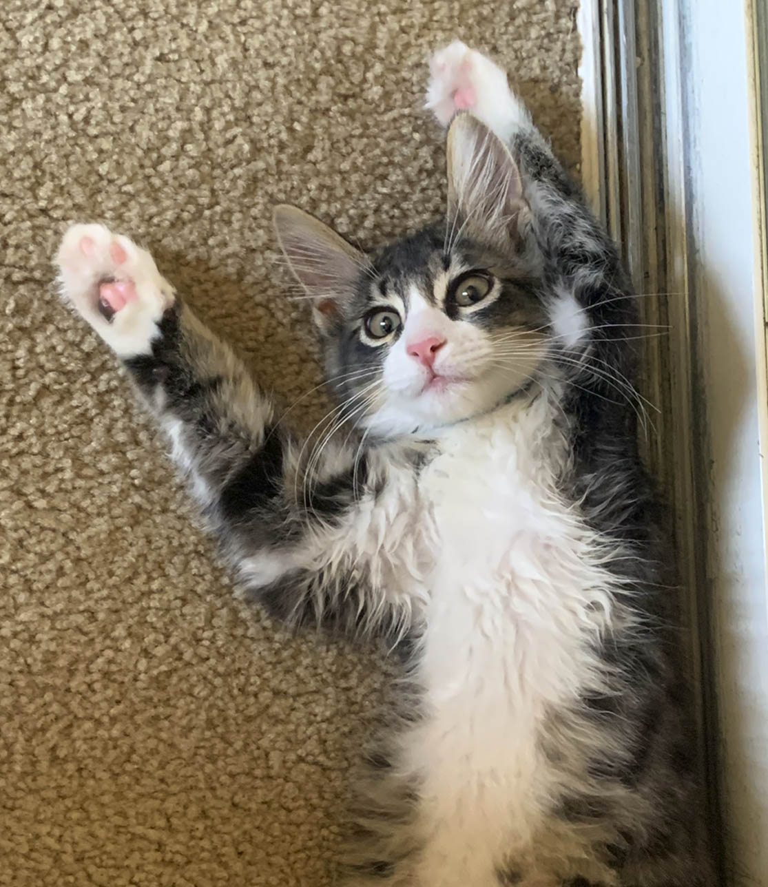 Samer's cat as a kitten