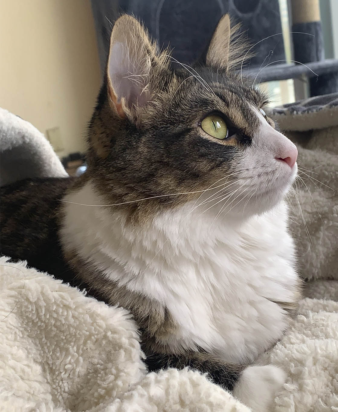 Samer's grown kitten